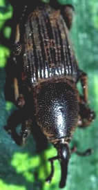 adult weevil